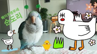 퀘이커앵무새 순도리 혹시.....너 오리세요??