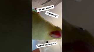 She’s had enough!  #talkingbir…