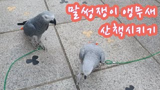 앵무새가 말썽부릴땐 산책으로 기운을 빼버려요ㅋㅋ