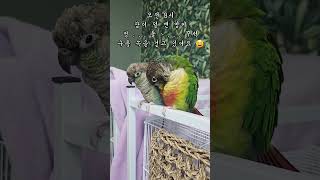 꿈 속이길 바라는 밍키 #앵무새키우기#코뉴어앵무새#말하…