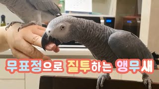 앵무새가 제일 귀여울때^^