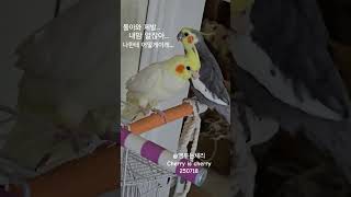 #모르시나요  #슬프다 #앵두는체리 #왕관앵무새 #노래…