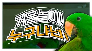 앵무새 귀여운 행동! 앵집사 이맛에 산다~!앵무새 거울놀이