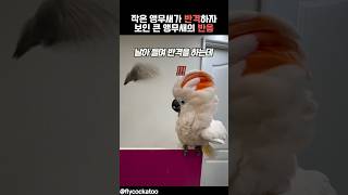 작은 앵무새가 반격하자 보인 큰 앵무새의 반응 #앵무새…