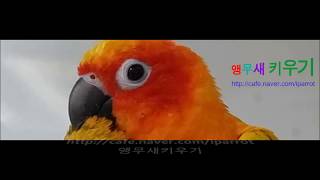 self injury Eclectus parrot th…