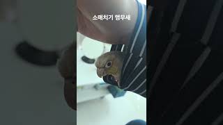 소매치기 앵무새 #parrot #birds #cute …