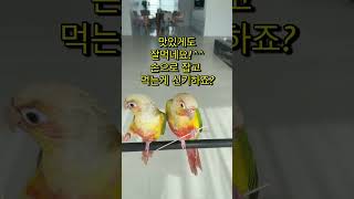 국수먹는 앵무새(코뉴어)