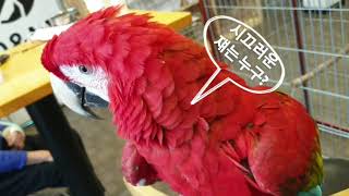 초대형 앵무새를 만난다면?