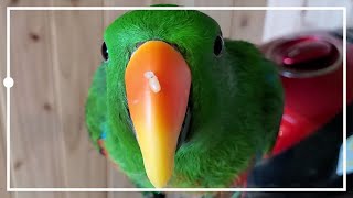 밥풀 붙이고 다니는 앵무새