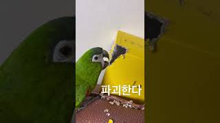 한스마카우(Red-shouldered macaw (or Hahn’s macaw))