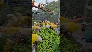 솎아내기한 달지않은 샤인머스켓 포도를 코뉴어들 챙겨 줬는데 반응이 역시...  conureparrot like shine musket grapes