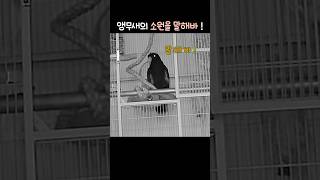 앵무새가 말하는 ‘소원을 말해봐’ | 너무 귀여운거 아…