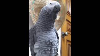 말하는 회색앵무