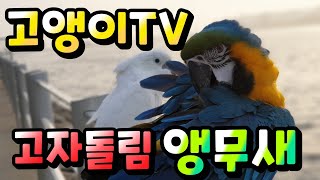 앵집사 이름바꿔요~ 고자돌림 앵무새 고앵이TV 입니당.