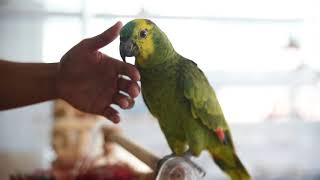 매력적인 앵무새 &#39;아마존앵무&#39;를 소개합니…