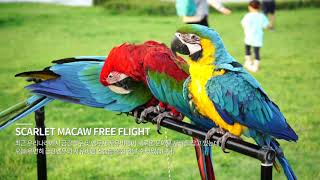 홍금강앵무(Green Winged Macaw) 자유비행, 소니 A7M3 로 담아본 금강앵무새! [릴라킹]