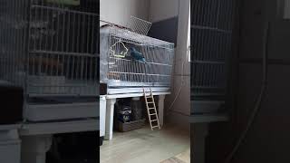 울 꼬꼬##블루퀘이커  적응기~~