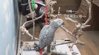 회색앵무새 다미 양준일리베카~