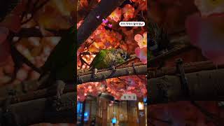 우리 끽끽이~ 이뻐용♡♡#코뉴어