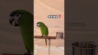 투머치 #말하는앵무새 #율리 #한스마카우 #talkingparrot