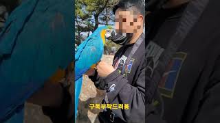 집사야 마스크 똑바로 써!!! #청금강앵무새 #shor…