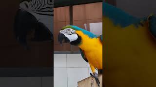 개무새 루카 #animal #birds #parrot #cute #마카우 #animals #앵무새 #funny #청금강 #macaw