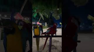 화려힌 홍금강 앵무새의 춤사위