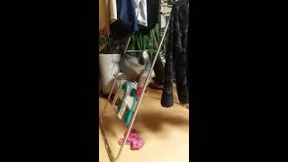 회색앵무 똑똑하대서 입양했는데 망했네욬ㅋㅋㅋㅋㅋ멍청잌ㅋ…