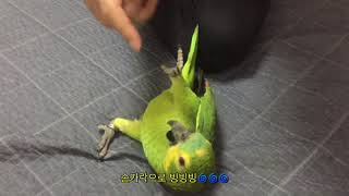 [B-log] 장난치다가 삐진 아마존 앵무새