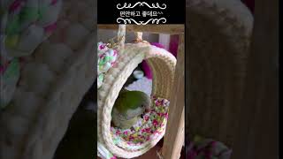 이쁘고 편안한 오로라버드링#앵무새 #퀘이커 #parrot #버드링