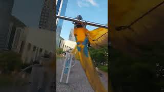 철봉에서 노는 루카 #animal #bird #동물 #…