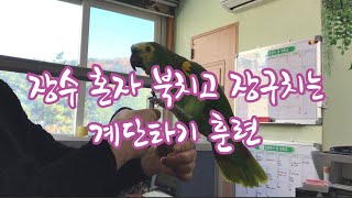 혼자 북치고 장구치는 계단타기 훈련ㅣ말하는 앵무새 장수