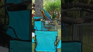 전원주택의 금강앵무랑 뉴기니아앵무 입니다.