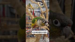 코뉴어는 신나요  #birds #앵무새 #코뉴어 #옐로우사이드코뉴어 #앵무새체험 #앵무새카페