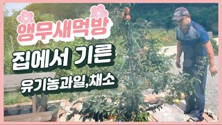 [대구앵무새농장] 집에서 키운 유기농 과일과 채소를 먹…