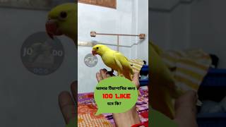 Full Training My Parrot Jodo!!…