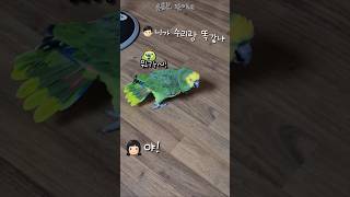 [수리] 꼬박꼬박 말대꾸하는 앵무새 / #말하는앵무새 …