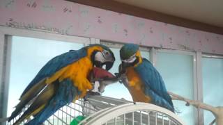 [아가새농장] 장갑 가지고 노는 청금강앵무