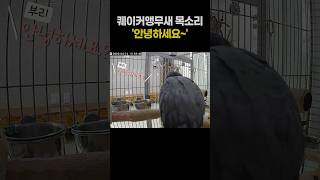 퀘이커앵무새 목소리 듣기 ️ 안녕하세요~