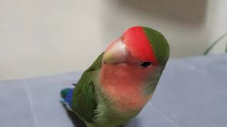 생긴건 세계최고입니다