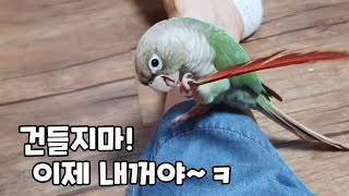 담이 꽁지는 내꺼!앵무새 연두가 노는방법!!/#코뉴어앵무새 #conure