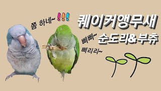 퀘이커앵무새 순도리♡부츄 (우리집 아이들 일상 스토리)