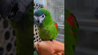 한스마카우 1년생 남아예요