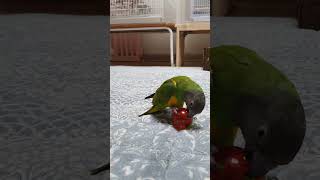 혼자서도 자~알 놀고 있는앵♡ #세네갈앵무