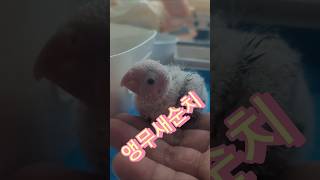 앵무새순치 앵무새 길들이기 #Parrot tamed #parrot #birds #cute