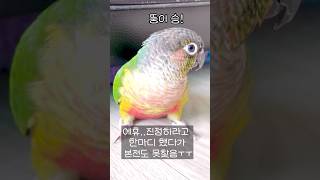그냥 진정하라고 한마디 했을뿐인데..본전도 못찾은 주인ㅜㅜ#말하는앵무새#말하는코뉴어#shorts