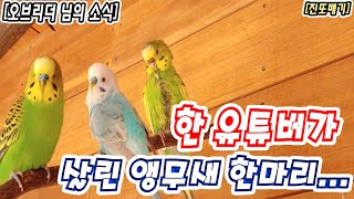 한 유튜버가 살린 앵무새 한마리... 2020.04.27 오브리더, 앵무새, 사랑앵무, 알, 알껍질, 알막힘, 진또배기, 소식, 뉴스