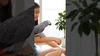 #13년생 회색앵무 #에이아이. 영상 #앵무새  #회색…