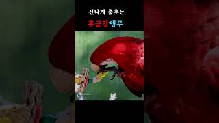 홍금강앵무 #shorts