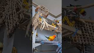 #birds #parrot ##앵무새 #썬코뉴어 #눈테…